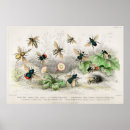 Suche nach pollen poster Honig