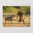 Suche nach kruger nationalpark postkarten Gefahr