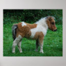 Suche nach dartmoor poster Pony