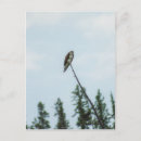 Suche nach eitelkeit postkarten Natur