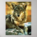 Suche nach werden sie kojote poster Wild