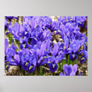 Suche nach purple iris poster Nature