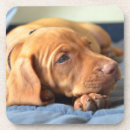Suche nach ungarische untersetzer Hund