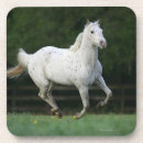 Suche nach appaloosa untersetzer Bob langrish