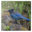 Suche nach lebensraum fliesen Wildnis