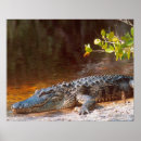 Suche nach amerikanischer alligator poster Nationalpark
