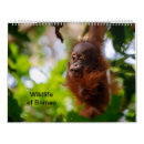 Suche nach borneo Malaysie