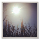 Suche nach getreide pflanze poster Mais