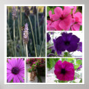 Suche nach bouganvilla poster Rosa