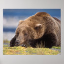 Suche nach braunbär poster Wildtiere