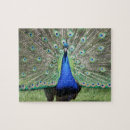 Suche nach blauer pfau puzzle Natur