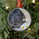 Suche nach niedliches schwein ornamente Guinea