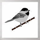 Suche nach songbird poster Singvogel