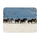 Suche nach pferde magnete Winter
