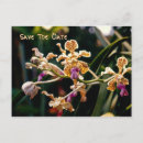 Suche nach wilde orchidee Blumen