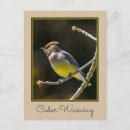 Suche nach birds postkarten Fotografie