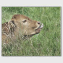 Suche nach kälber geschenkpapier Nutztiere