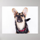 Suche nach hundewelpen poster Niedlich