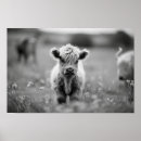 Suche nach baby cow poster Hochland
