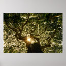 Suche nach banyan tree poster Natur