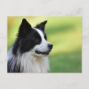 Suche nach hund postkarten Border collie