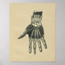 Suche nach menschliche hand poster Anatomie