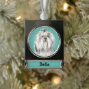 Suche nach lhasa apso Portrait