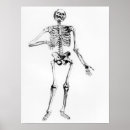 Suche nach vesalius poster Anatomisch