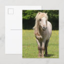 Suche nach shetland pony postkarten Rasse