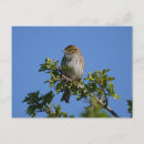 Suche nach savannah postkarten Baum