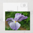 Suche nach schwertlilie postkarten Iris