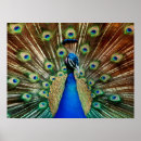 Suche nach schwanz kunst poster Bunt