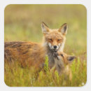 Suche nach vixen aufkleber Füchse