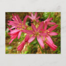 Suche nach rote blumen postkarten Blumig