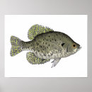 Suche nach süßwasser poster Fisch
