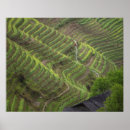 Suche nach reisterrassen poster Umwelt