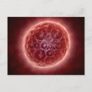 Suche nach embryo postkarten 3d