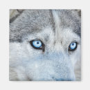 Suche nach sibirischer husky magnete Malamute