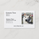 Suche nach sibirischer husky visitenkarten Welpen