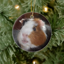 Suche nach cavy ornamente Meerschweinchen