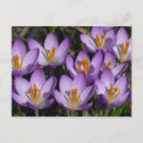 Suche nach kreuzer postkarten Krokus