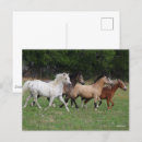 Suche nach ponys postkarten Tier