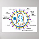 Suche nach hiv poster Retrovirus