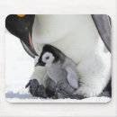 Suche nach kaiser pinguine mousepads Die antarktis