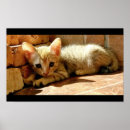 Suche nach traurige katze poster Niedlich