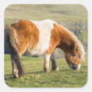 Suche nach shetland pony aufkleber Klippe