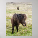 Suche nach shetland pony poster Braun