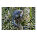 Suche nach graues eichhörnchen poster Tierwelt