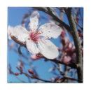 Suche nach cherry blossom fliesen Natur
