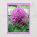 Suche nach grüner klee postkarten Rosa